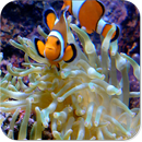 APK Fish 3D Live Wallpaper