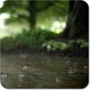 Real Rain Live Wallpaper APK