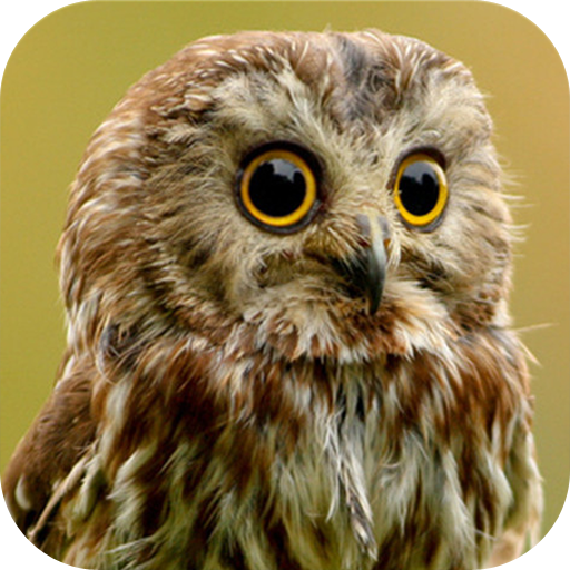 Сова Звук пение птиц