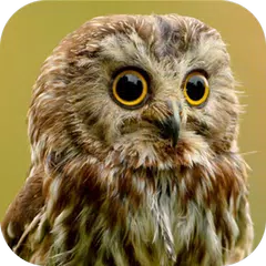Owl Sound Bird Sounds APK download