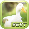 Duck goose bird sound