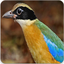 Blue Winged Pitta Call : Blue Winged Pitta Sounds APK