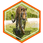 آیکون‌ Tiger Wallpaper HD