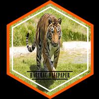 Tiger Wallpaper HD Affiche