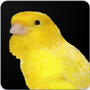 German Roller Canary Song : Harz Roller Song APK