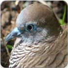 Zebra Dove Call : Zebra Dove Bird Call & Sound biểu tượng