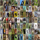 Hayvan Sesleri APK