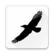 Magpie Swoops