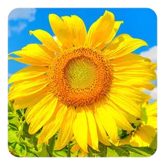 Golden Sunflower LWP APK download