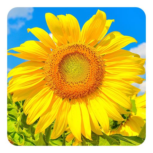 Golden Sunflower LWP