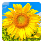 Golden Sunflower LWP icône