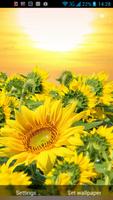 Golden Sunflower LWP Affiche