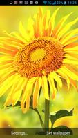 Golden Sunflower LWP capture d'écran 1