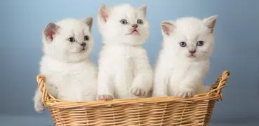 Kittens Live Wallpaper