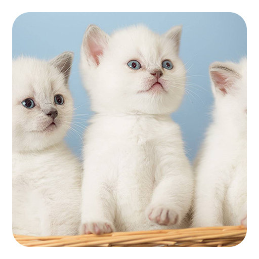 Kittens Live Wallpaper