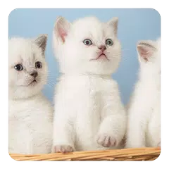 Kittens Live Wallpaper APK download