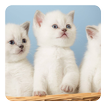 Kittens Live Wallpaper