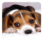 Puppy Live Wallpaper أيقونة