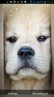 Puppy Live Wallpaper تصوير الشاشة 3