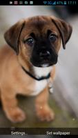Puppy Live Wallpaper الملصق