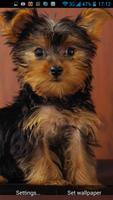 Puppy Live Wallpaper تصوير الشاشة 1