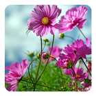 Sweet Flowers Live Wallpaper icône