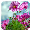 Sweet Flowers Live Wallpaper