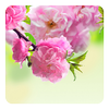 Android 用の 桜ライブ壁紙 Apk をダウンロード