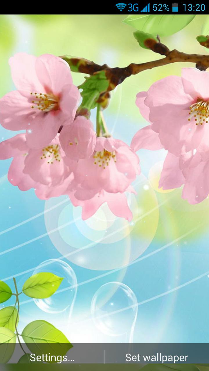 Android 用の 桜ライブ壁紙 Apk をダウンロード