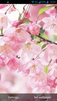 Sakura Canlı Duvar Kağıdı Ekran Görüntüsü 3