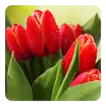 Tulips Live Wallpaper