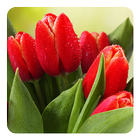 Tulipes Fond Animé icône