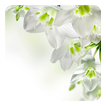 White Flowers Live Wallpaper