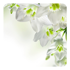 White Flowers Live Wallpaper icône