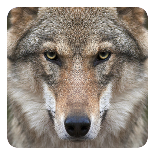 Wolf Live Wallpaper