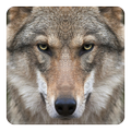 Loups Fond Animé