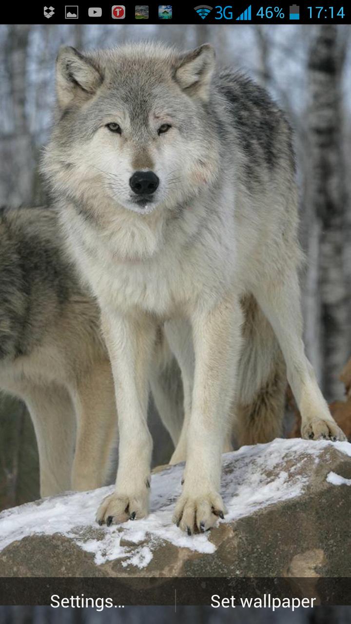 Living wolfs. Волки живые фото. Волки сен. Календарь волк. Серебряный волк ХСР.