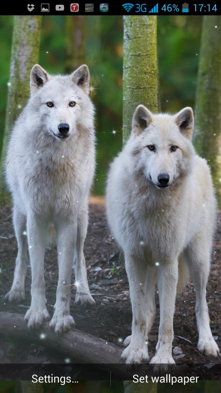 Living wolfs. Обои на андроид волк. Волки живые фото. Костюм живого волка.