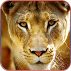 Wild Animal Wallpapers icon