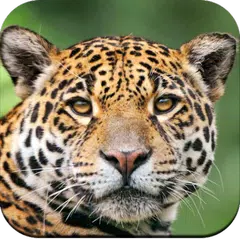 Wild Animal Wallpaper 4K Icon