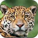 Wild Animal Wallpaper 4K APK