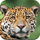 Wild Animal Wallpaper أيقونة