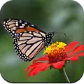 Butterfly Wallpaper 4K