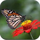 Butterfly Wallpaper 4K aplikacja