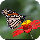 Butterfly Wallpaper आइकन