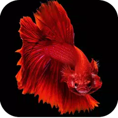 Descargar APK de Betta Fish Wallpapers 4K