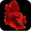 Betta Fish Wallpapers 4K