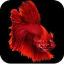 Betta Fish Wallpapers 4K aplikacja