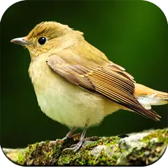 Bird Wallpaper 4K APK Herunterladen