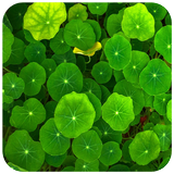 Green Leaf Wallpaper icône